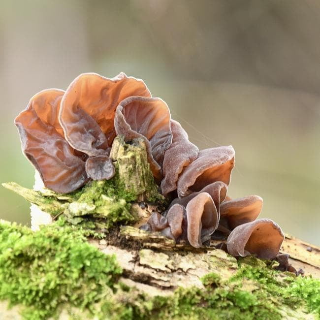 jelly ear