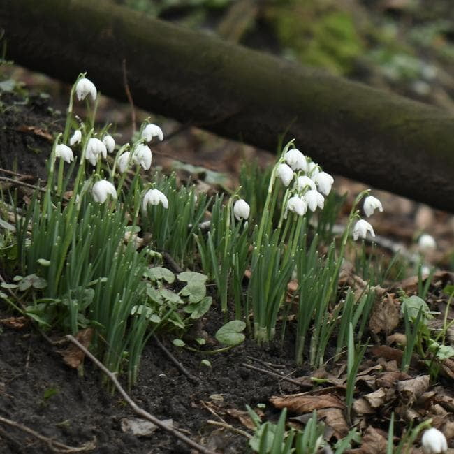 snowdrop
