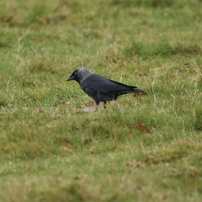 jackdaw